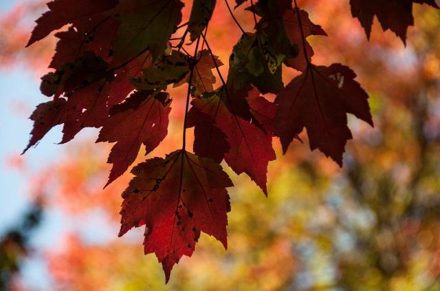 Fall Leaves Silhouette